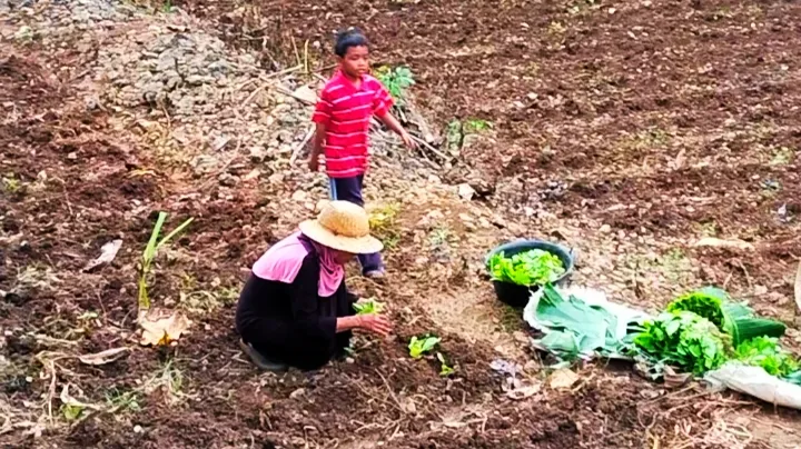 Menghindari Panen Muda, Petani Mulai Tanam Tembakau di Sumenep (Ilustrasi)